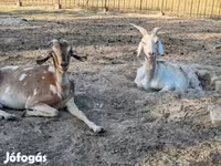ፍየል, Nubian Goat — ፎቶ 5