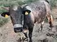 雄牛, Swiss cattle — 写真 4