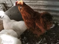 Silkie — foto 4