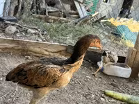 Chickens — عکس 4