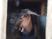 Mbuzi dume, Nubian Goat — picha 6