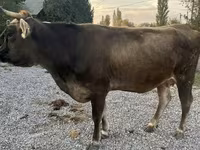 بقرة, Swiss cattle — الصورة 1