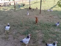 Chickens — عکس 3