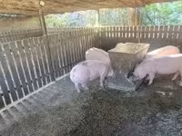 Sow, Pigs — photo 5