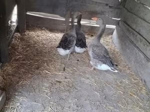 Geese