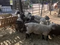 Pecora, White Suffolk sheep — foto 8