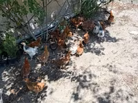 Chickens — foto 3