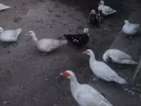 Ducks — foto 4