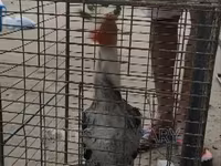 Chickens — foto 1