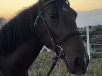 Hoppe, Nonius horse — foto 4