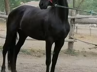 Kobyła, Friesian — zdjęcie 1