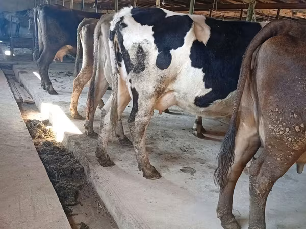 गाय, Swiss cattle