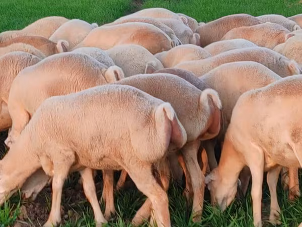 میش, گوسفند