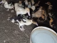 Německý pekin — foto 2