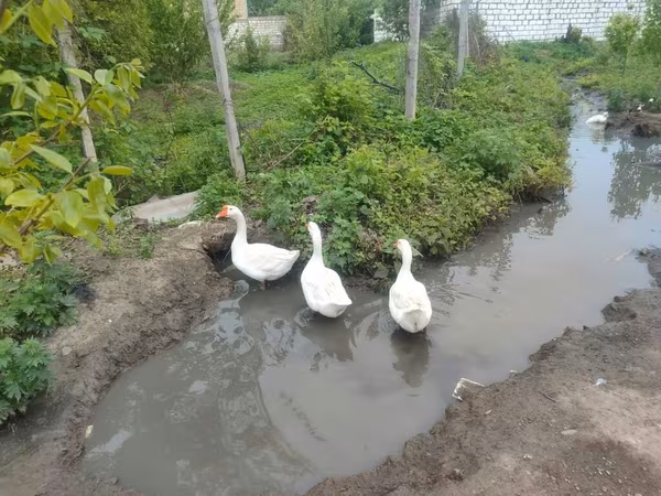Geese — Azerbaijan