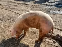Doofaar dhaddig, Pigs — sawirka 5