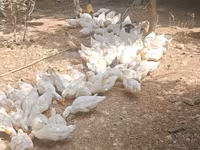 Německý pekin — foto 6