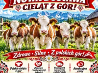 Býk, Simmental cattle — foto 1