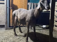 Vædder, Rhon sheep — foto 3