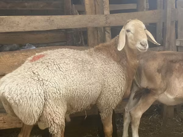 مینڈھا, Arashan sheep