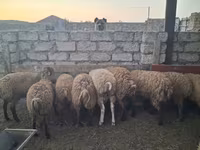Koyun, Koyunlar — foto 7