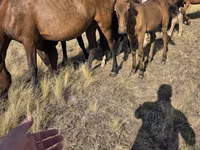 Ngựa cái, Kazakh horse — ảnh 3