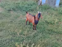 Kozel, Nubian Goat — foto 2