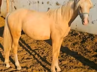 Hingst, Hästar — foto 1