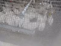 Quails — ፎቶ 2