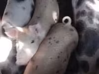 Babi betina, Дюрок — foto 1