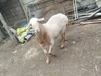 Wad, Arashan sheep — sawirka 8
