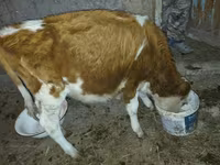 Lo’ (xirmo, jins lama sheegin), Simmental cattle — sawirka 3