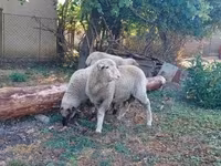 Kambing jantan, Sheep — foto 3