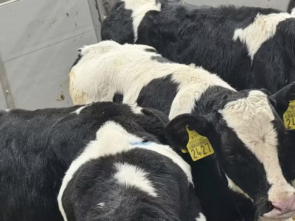 Lembu ternakan (lot, jantina tidak dinyatakan), Russian Black pied cattle
