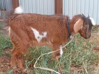 Buk, Beetal goats — foto 5