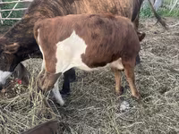 Бик, Simmental cattle — снимка 5
