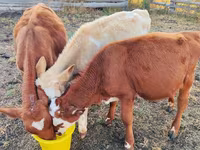 گاو نر, Simmental cattle — عکس 2