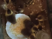 Ducks — รูปภาพ 4