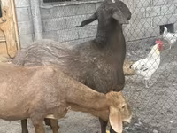 แกะตัวผู้, Rhon sheep — รูปภาพ 3