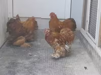 Pekin Bantam — zdjęcie 3