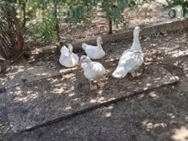 Ducks