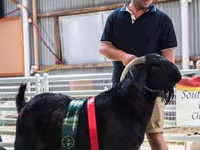 Capră, Boer goat — foto 1