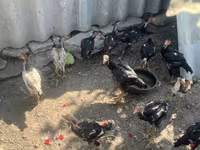 Chickens — ፎቶ 3