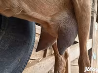 Koza, Alpine goat — foto 1