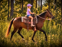 مادیان, Quarter Horse — عکس 4