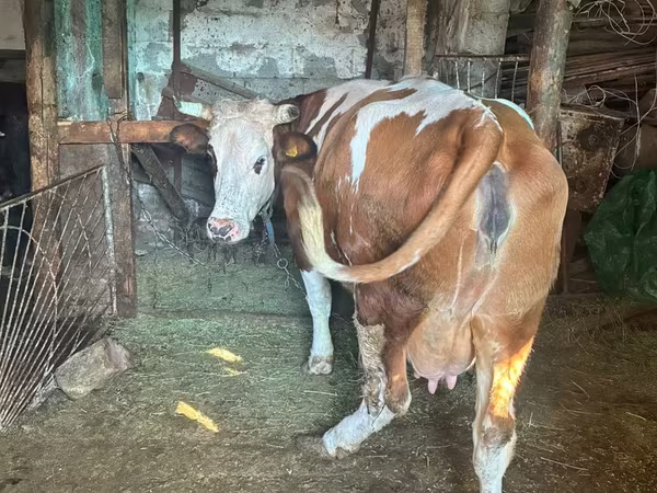Krowa, Simmental cattle