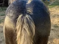 Kuda jantan, Horses — foto 3