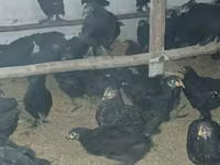 Chickens — Foto 2