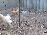Chickens — عکس 3