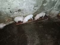 Świnie (partia, płeć nieokreślona), Świnie — zdjęcie 7